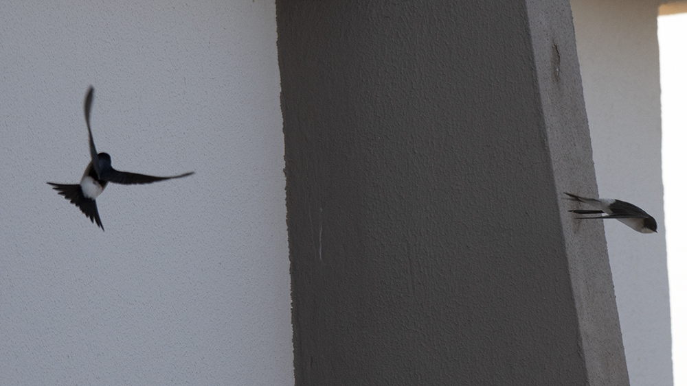 Common House-Martin — Ana fotoğraf